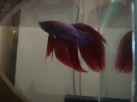 salsera salsera