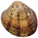 Isalmon31 Isalmon31